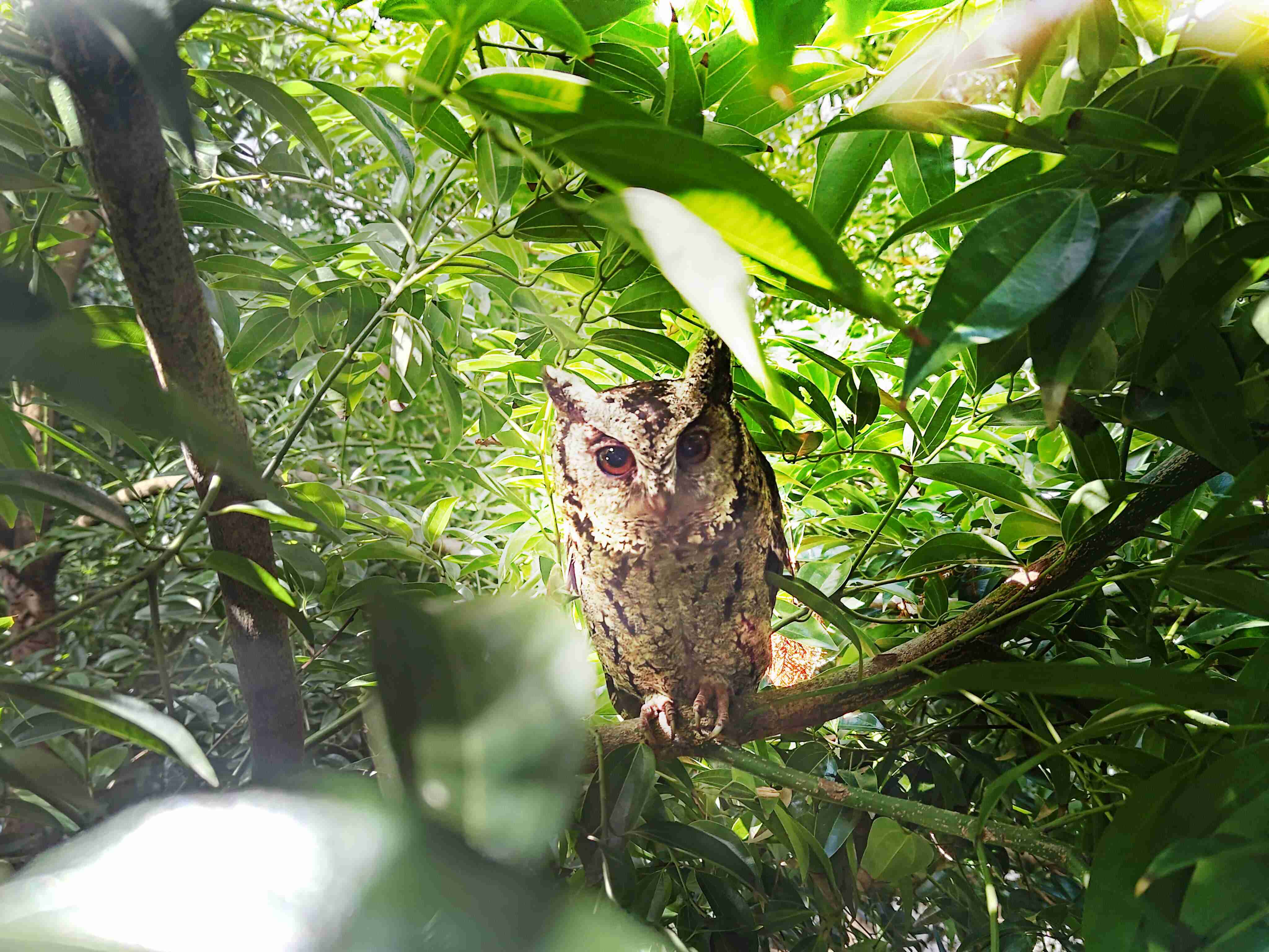 森林舞会致力提倡净零绿生活，，16年以来在全球各厂区植树逾百万棵，，造就各厂区树木蔚然成林，，，，犹如森林工厂，，，，成为许多生物的栖息地